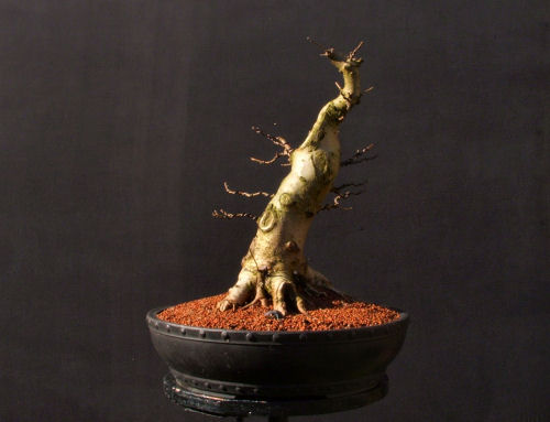 acer maple bonsai